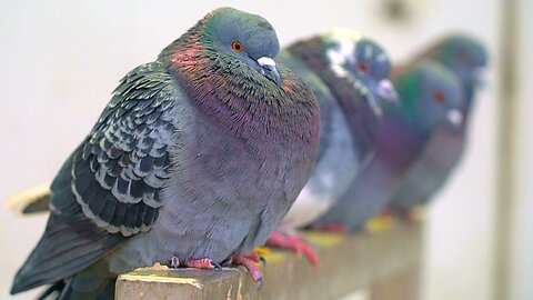 Pigeons of the Steel Bar Gang