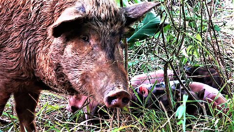 Wild mother pig tucks in her newborn piglets for the night