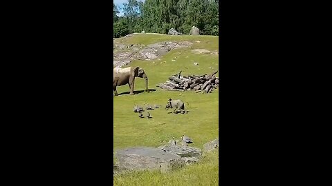 Cute Baby Elephant Trips While Playing With Birds