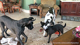 Great Dane loves to put dog friend's head in his mouth