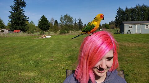 FIRST TIME OUTSIDE for BABY BIRD TAKI #parrot #cuteanimals #cute #birds