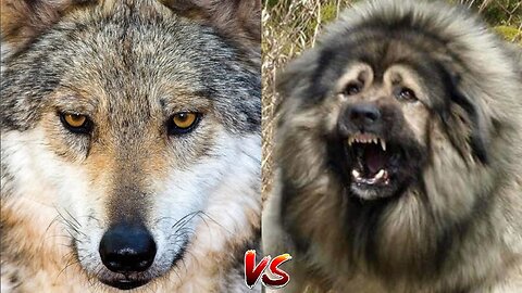 Kangal vs Wolf, Real Battle - Wolfhound vs Wolf (2021)