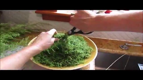 Harvesting Sweet Wormwood/Annie