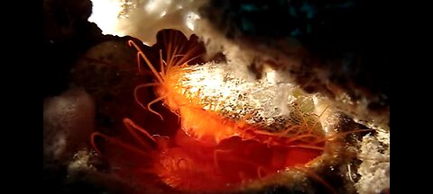 Disco Clams Light Up the Ocean Floor