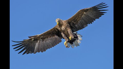 Eagle hunt and attack Rabbit