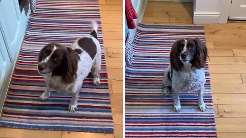 Pup Gets So Excited For Chicken That She Does All Her Tricks At Once