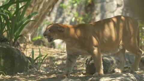 Increased mountain lion reports in Wood River Valley