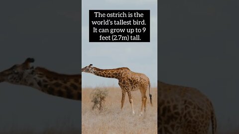 Best animal facts #shorts #facts