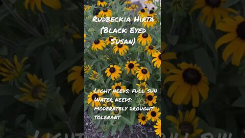 Black Eyed Susan