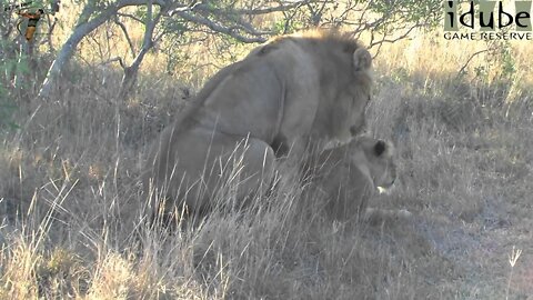 WILDlife: Early Morning Pairing Lions