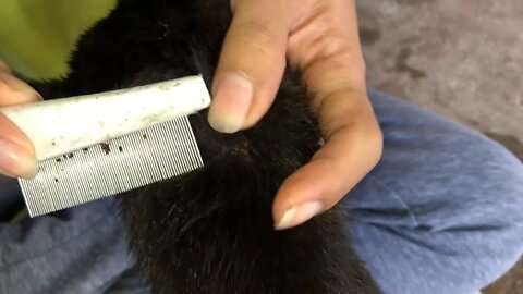 Adorable black dog! Washing shampoo with removal ticks by comb