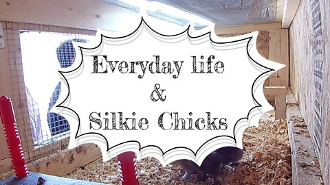 Every day stuff and baby silkies