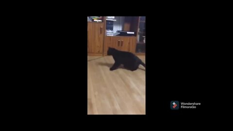 Cat goes round and round#funny#cat#black#cute#pet #shorts#youtubeshorts#firstshortvideo