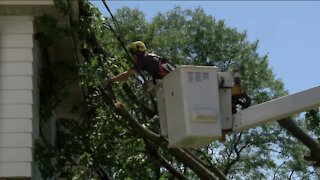 City says it will take week to clear downed trees after major storm