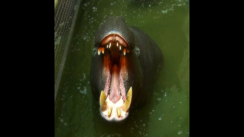 Hippo Hot Tub