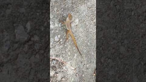 Small lizards eating termites in my garden