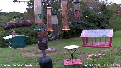 PA Feeder 1 - Hooded Warbler