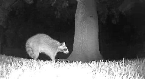 Ringo the Raccoon is mystified by the firing squirrel