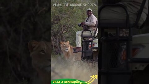 DEU DE CARA COM O LEÃO #shorts #planetaanimalshorts #animals