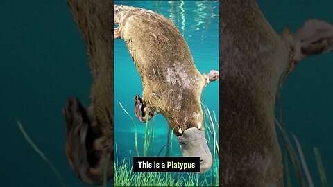 Platypus - Nature's Weirdest Creation