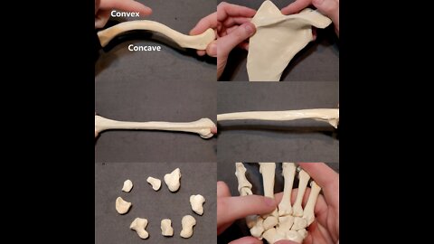 Identification of Bony Landmarks - Upper Extremity - Clavicle Scapula Humerus Ulna Radius Hand