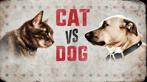 dog vs cat