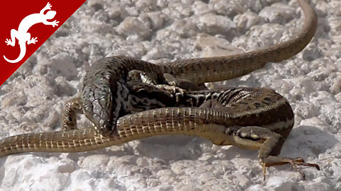 Lizards Fighting Each Other - Podarcis erhardii