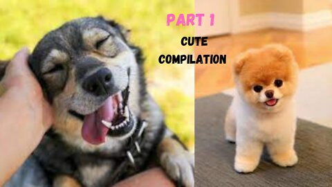 Cute and Funny Dog Videos Compilation video part 1