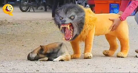 Troll Prank Dog Funny & fake Lion and Fake Tiger Prank To dog & Huge Box Prank to dog