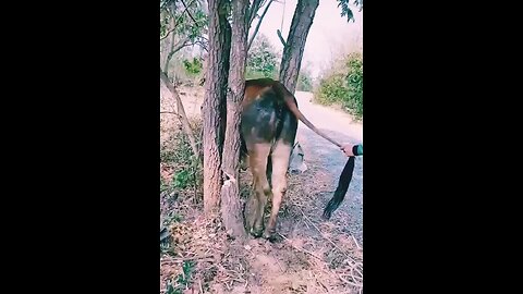 Watch rescue cows stuck to branches #shorts#2023 on rumble