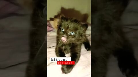 Persian Kitten's PersianCatsZone #location #multan #shorts #persiancats#cutecat #youtubeshorts 🐈