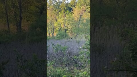 Red Winged Blackbird in Swamp