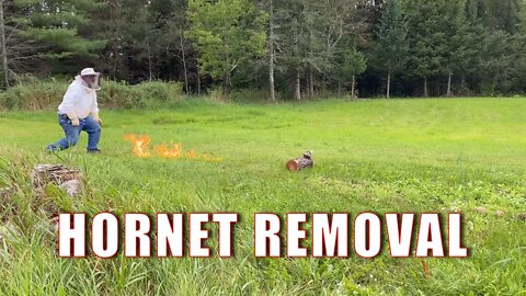 HORNET Removal | A Big Family Homestead VLOG