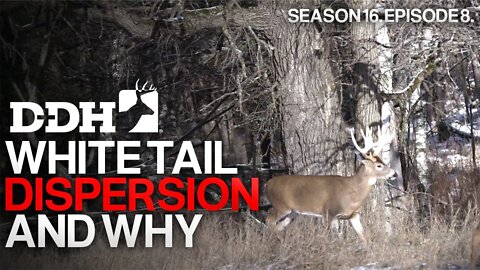 Use Whitetail Dispersal to Your Advantage | Deer & Deer Hunting TV