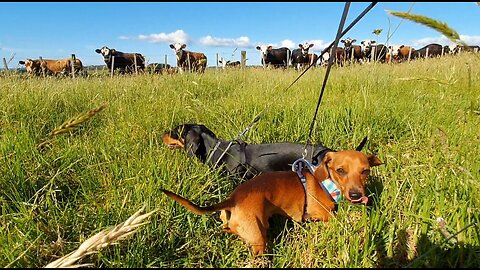 Miniature Sausage Dogs Walking Around The Farm | Dachshund