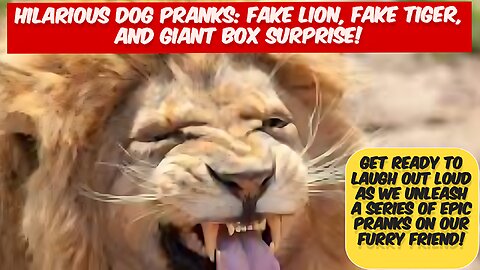 Hilarious Dog Pranks: Fake Lion, Fake Tiger, and Giant Box Surprise!