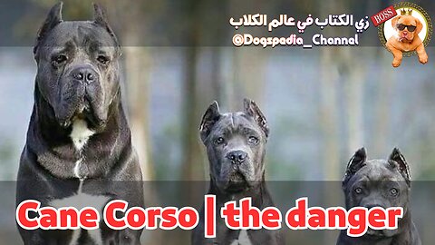 Cane Corso