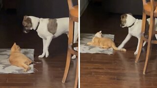 Dog Desperately Tries To Get Cat To Play