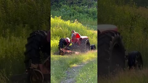 Old tractors Massey 65 #tractor #oldtractor #masseyferguson