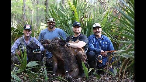 Dogs Catch A Stud Louisiana Hog