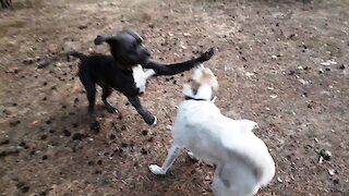 Boxer Cane Corso