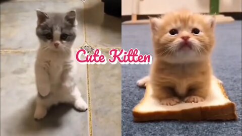 Anak Kucing Lucu - funny cats || cute kitten