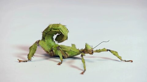 Macro shot of adult female of Extatosoma tiaratum, or giant prickly stick insect, Macleay's spectre,