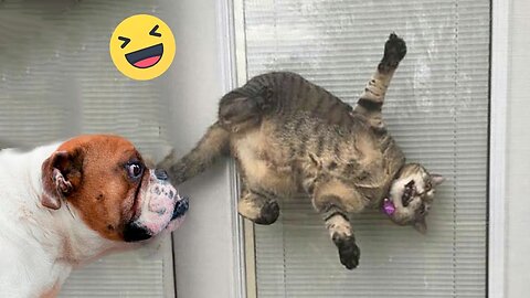 Funniest Animals 😄 New Funny Cats and Dogs Videos 😹🐶 Part :- 17