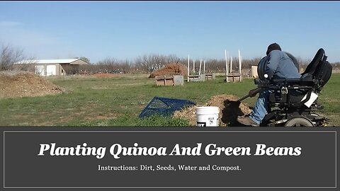 Planting Quinoa and Green Bean In The Same Bed