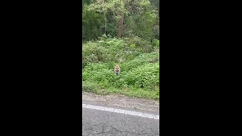 Tiger attack in Indian national park