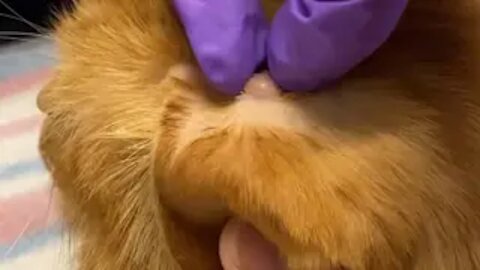 Giant Blackhead On Cat Head