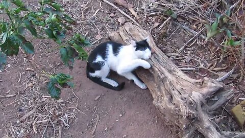 Cat Scrub Rubbing Itself Against a Mushroom on Tree Trunk Gato se Esfregando em Espécie de Cogumelo