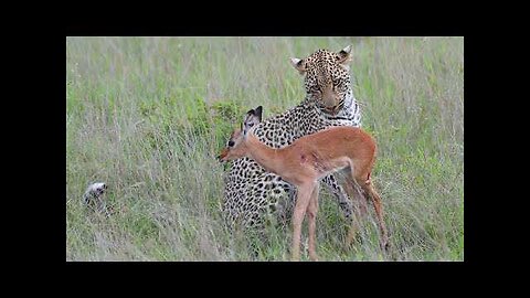 Incredible footage of leopard behaviour during impala kill - Sabi Sand Game Reserve, South Africa