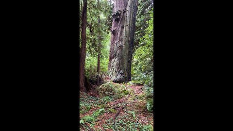 Muir Woods Redwoods